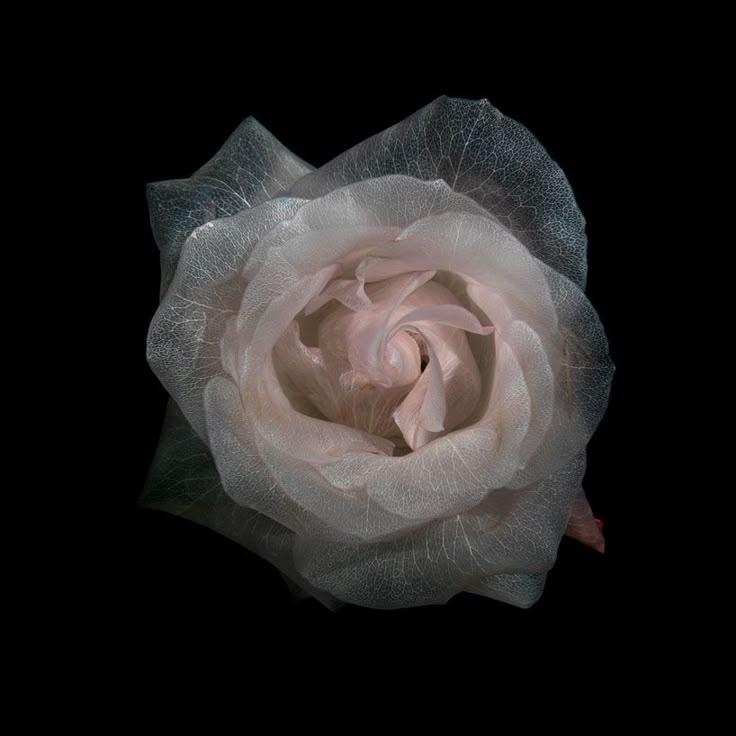 Celestial Dance of Delicate Hues